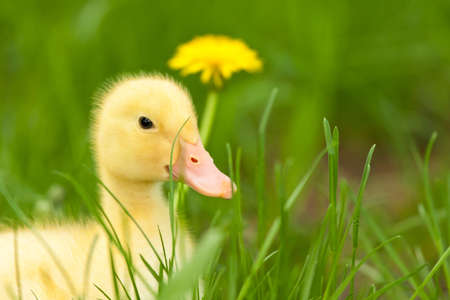 Little yellow duckling with dandelion on green grassの写真素材