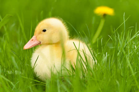 Little yellow duckling with dandelion on green grassの写真素材