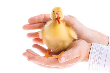 Little yellow duckling in human handsの写真素材