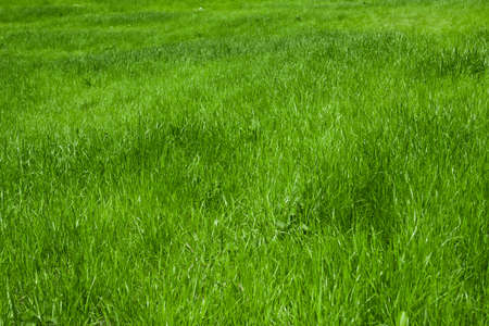 green grass on field close up for backgroundの写真素材