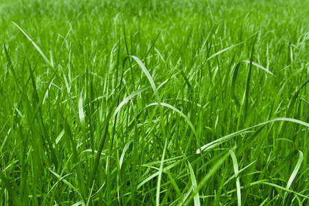 green grass macro close up for backgroundの写真素材