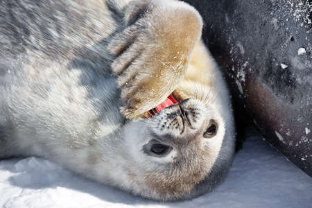 Baby seal close to his mom. Antarcticaの写真素材