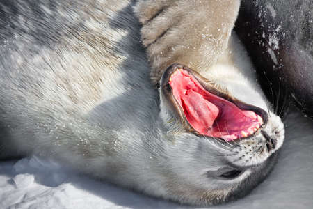 Baby seal close to his mom. Antarcticaの写真素材