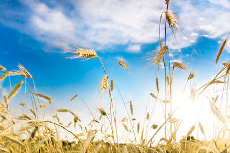 Ripe wheat spikes in the field against blue skyの写真素材