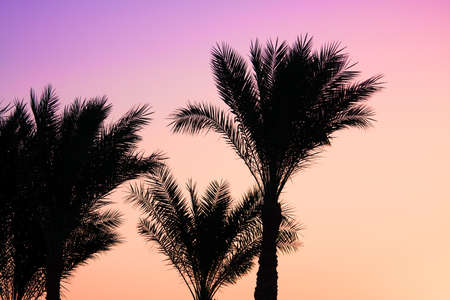 silhouette of palm trees on colorful skyの写真素材