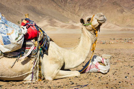 tired camel lying resting in a desertの写真素材