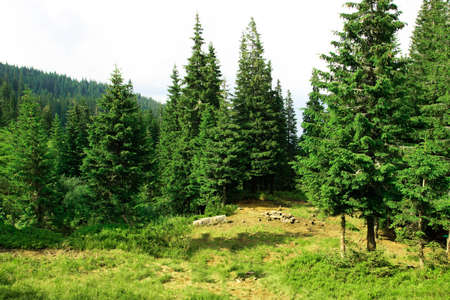 Beautiful glade on a lovely summer dayの写真素材