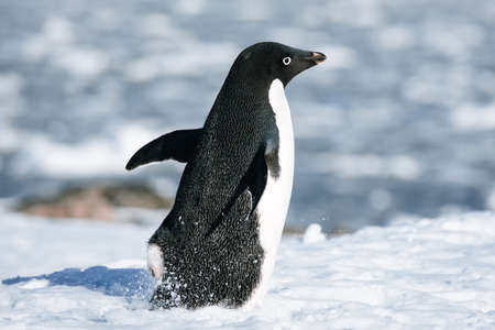 black and white penguin running on the white snow in Antarcticaの写真素材