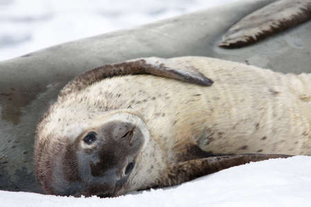 Baby seal close to his mom. Antarcticaの写真素材