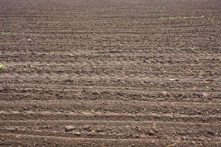 Fresh soil background closeupの写真素材