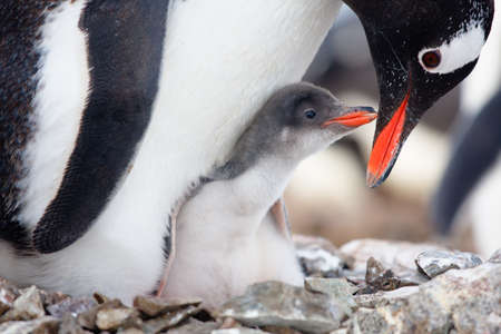 penguin in its nest to protect her cub. Antarcticaの写真素材