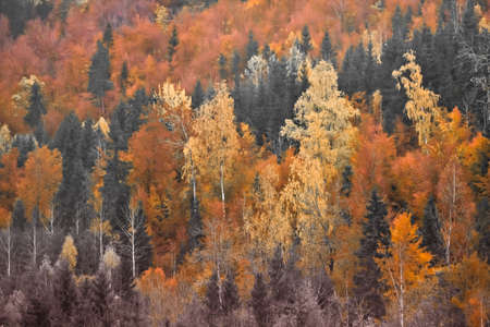 Fall background. Beautiful landscapeの写真素材