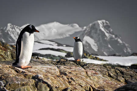 Two penguins dreaming sitting on a rock, mountains in the backgroundの写真素材