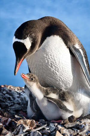 penguins nest. Antarcticaの写真素材