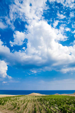 vineyards in Crimea. beautiful landscapeの写真素材