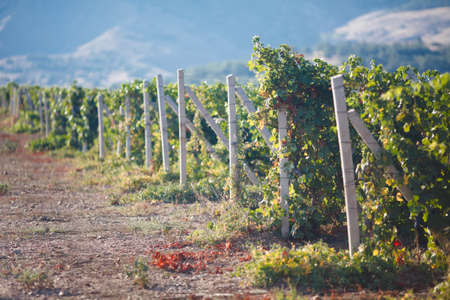 vineyards in Crimea. beautiful landscapeの写真素材