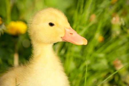 Small yellow duckling outdoor on green grassの写真素材