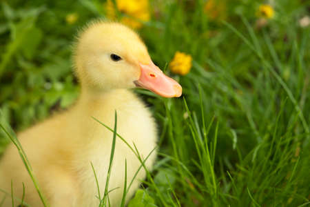 Small yellow duckling outdoor on green grassの写真素材