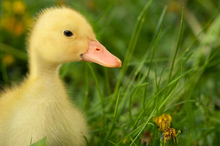 Small yellow duckling outdoor on green grassの写真素材