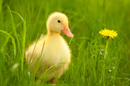 Little yellow duckling on the green grassの写真素材