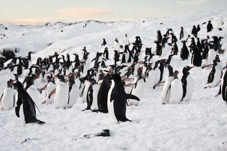 a large group of penguins having fun in the snowy hills of the Antarcticの写真素材