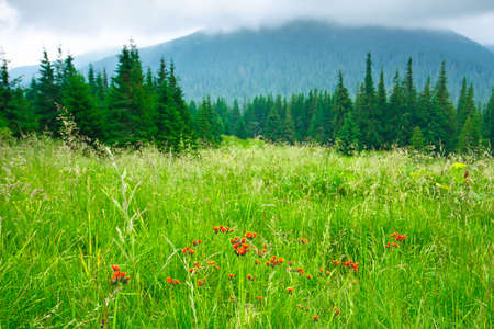 Beautiful mountains landscape in Carpathianの写真素材