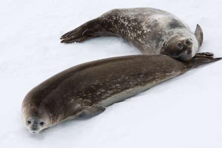 Seals rests on the snowy slopes of the Antarcticの写真素材