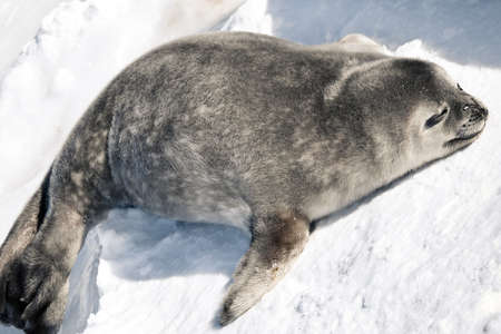 Seal rests on the snowy slopes of the Antarcticの写真素材