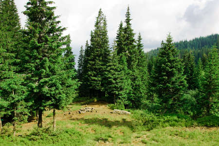 Beautiful glade on a lovely summer dayの写真素材