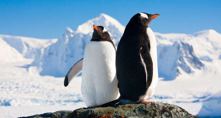 Two penguins dreaming sitting on a rock, mountains in the backgroundの写真素材