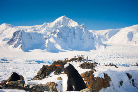 penguins resting on the stony coast of Antarcticaの写真素材