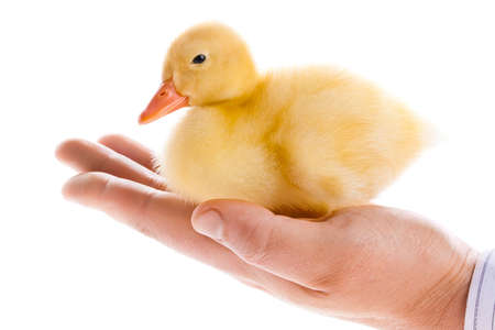 Little yellow duckling in human handsの写真素材