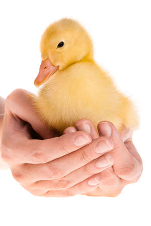 Little yellow duckling in human handsの写真素材