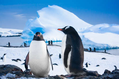 penguins resting on the stony coast of Antarcticaの写真素材
