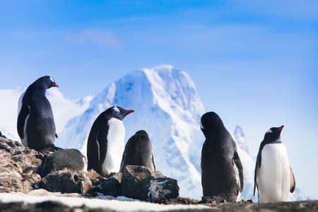 penguins resting on the stony coast of Antarcticaの写真素材