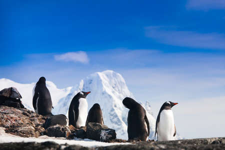 penguins resting on the stony coast of Antarcticaの写真素材