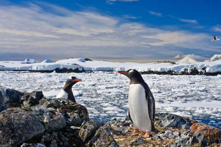 Summer  sunset in Antarctica.  Beautiful winter background.の写真素材