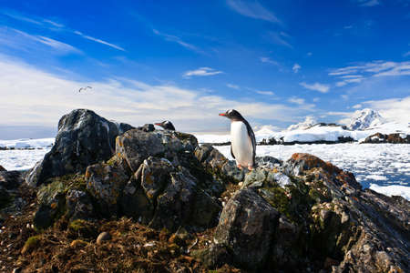 penguin in its nest to protect her cub. Antarcticaの写真素材