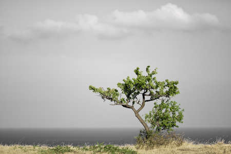 Lonly big green tree on the hillの写真素材