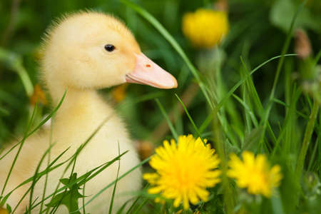 Small yellow duckling outdoor on green grassの写真素材