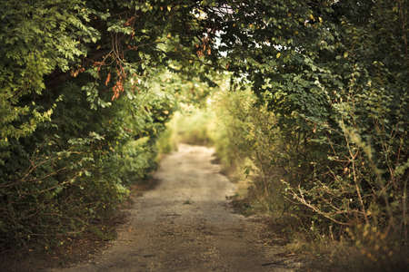 green alley with rural footpathの写真素材