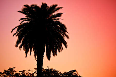 silhouette of palm tree on colorful skyの写真素材