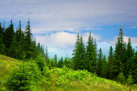Beautiful mountains landscape in Carpathianの写真素材