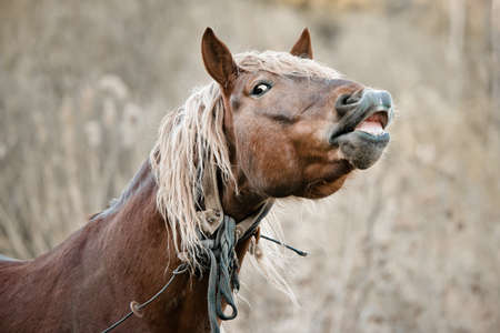 A beautiful horse in the countrysideの写真素材