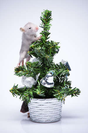 Gray mice playing near a toy treeの写真素材