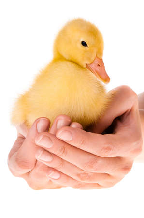 Little yellow duckling in human handsの写真素材
