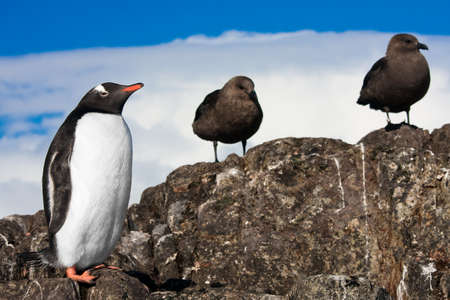 penguin resting on the stony coast of Antarcticaの写真素材