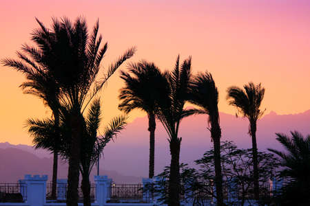 silhouette of palm trees on colorful skyの写真素材