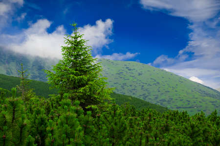 Beautiful mountains landscape in Carpathianの写真素材