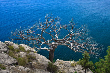 lonely tree on a cliff above the oceanの写真素材